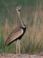 Black-Bellied Bustard photo 3
