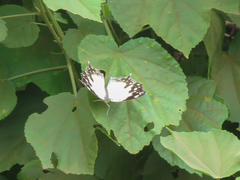 Protogoniomorpha anacardii