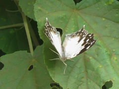 Protogoniomorpha anacardii