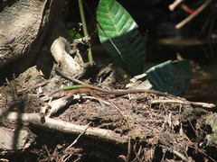 Kentropyx altamazonica