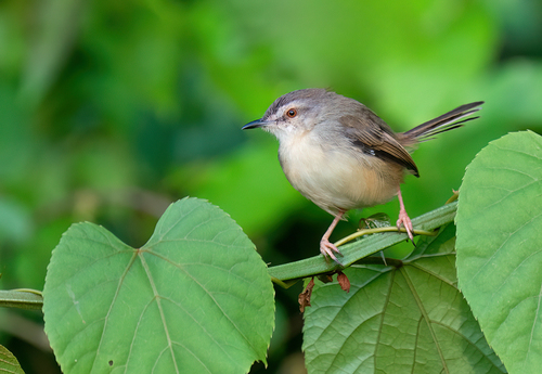Tawny-flanked Prinia