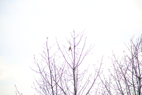 Yellowhammer