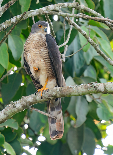 Little Sparrowhawk