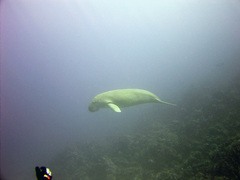 Dugong dugon