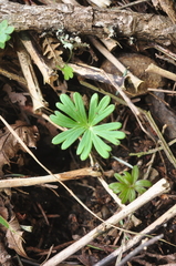 Delphinium menziesii