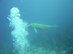 Dugong dugon