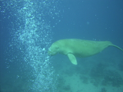 Dugong dugon