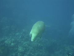 Dugong dugon