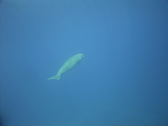 Dugong dugon