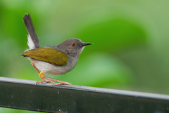 Grey-Backed Camaroptera photo 2