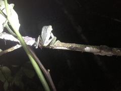 Phyllomedusa tarsius