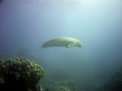 Dugong dugon