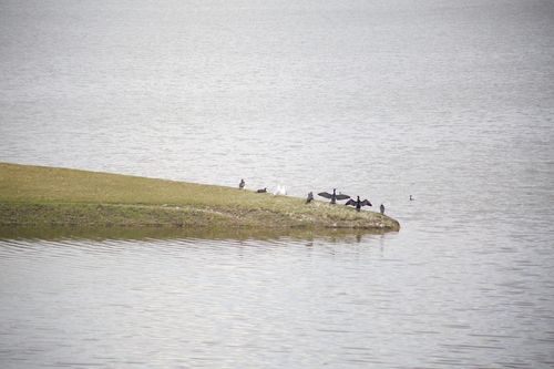 Great Cormorant