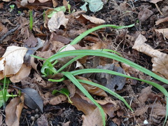 Allium triquetrum