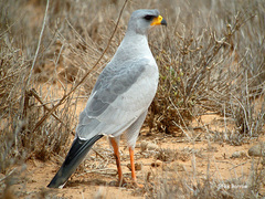 Melierax poliopterus