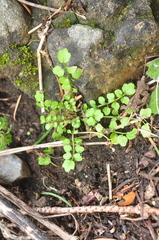 Cardamine oligosperma