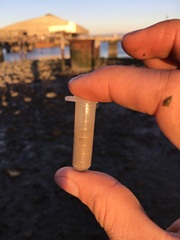 Naviculales