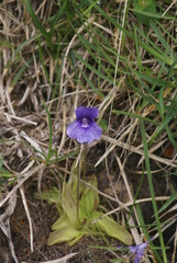 Pinguicula grandiflora