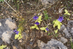 Pinguicula grandiflora