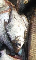 Characiformes