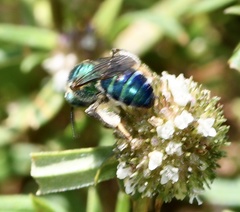 Agapostemon splendens