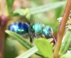 Agapostemon splendens