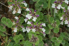Teucrium pyrenaicum