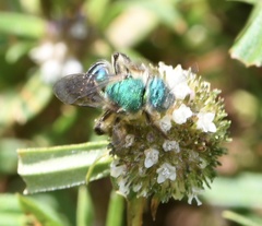 Agapostemon splendens