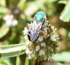 Agapostemon splendens