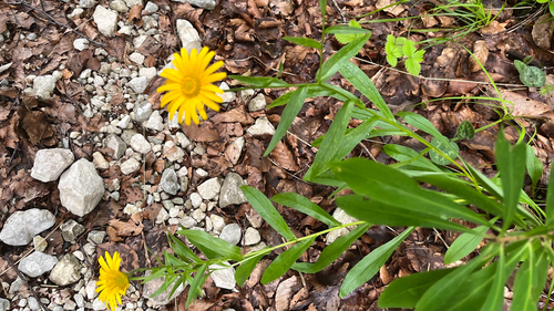Yellow Oxeye (Buphthalmum salicifolium)