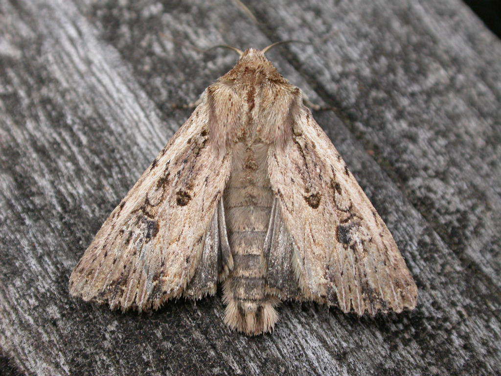 Ichneutica lignana