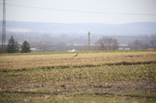 Northern Lapwing