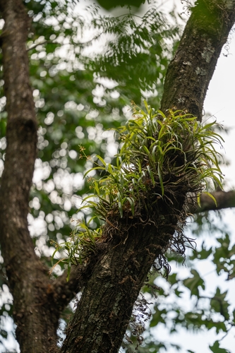 Prosthechea squalida, photograph 2
