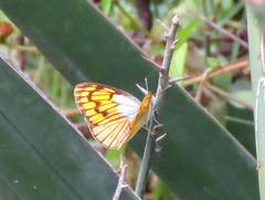 Colotis chrysonome