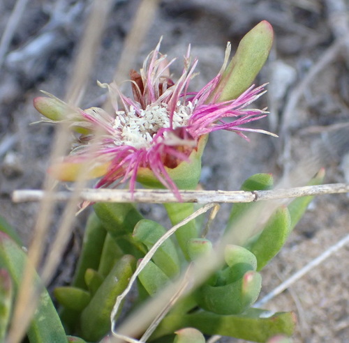 Spectacular Brightfig (Lampranthus spectabilis)