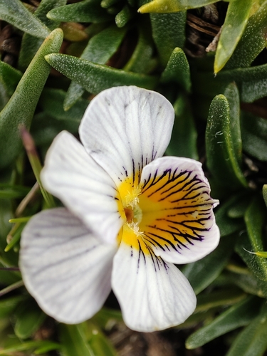 Viola pygmaea, photograph 2