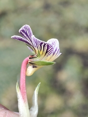 Viola pygmaea, photograph author not stated, no rights reserved