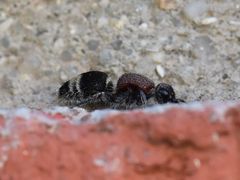 Mimecomutilla renominanda