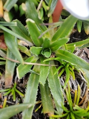 Viola pygmaea, photograph author not stated, no rights reserved