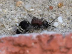 Mimecomutilla renominanda