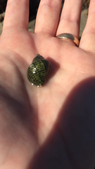 Acanthinucella punctulata