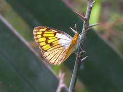 Colotis chrysonome