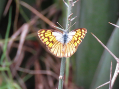 Colotis chrysonome