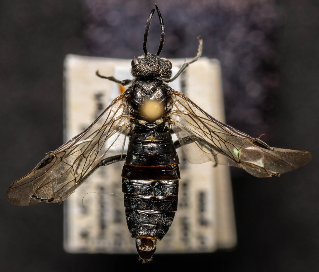 Dolerus varispinus