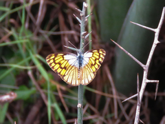 Colotis chrysonome