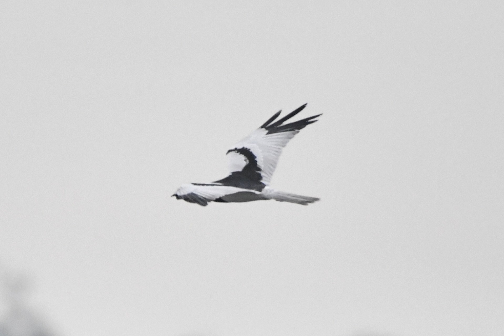Pied Harrier (Circus melanoleucos), photo 4