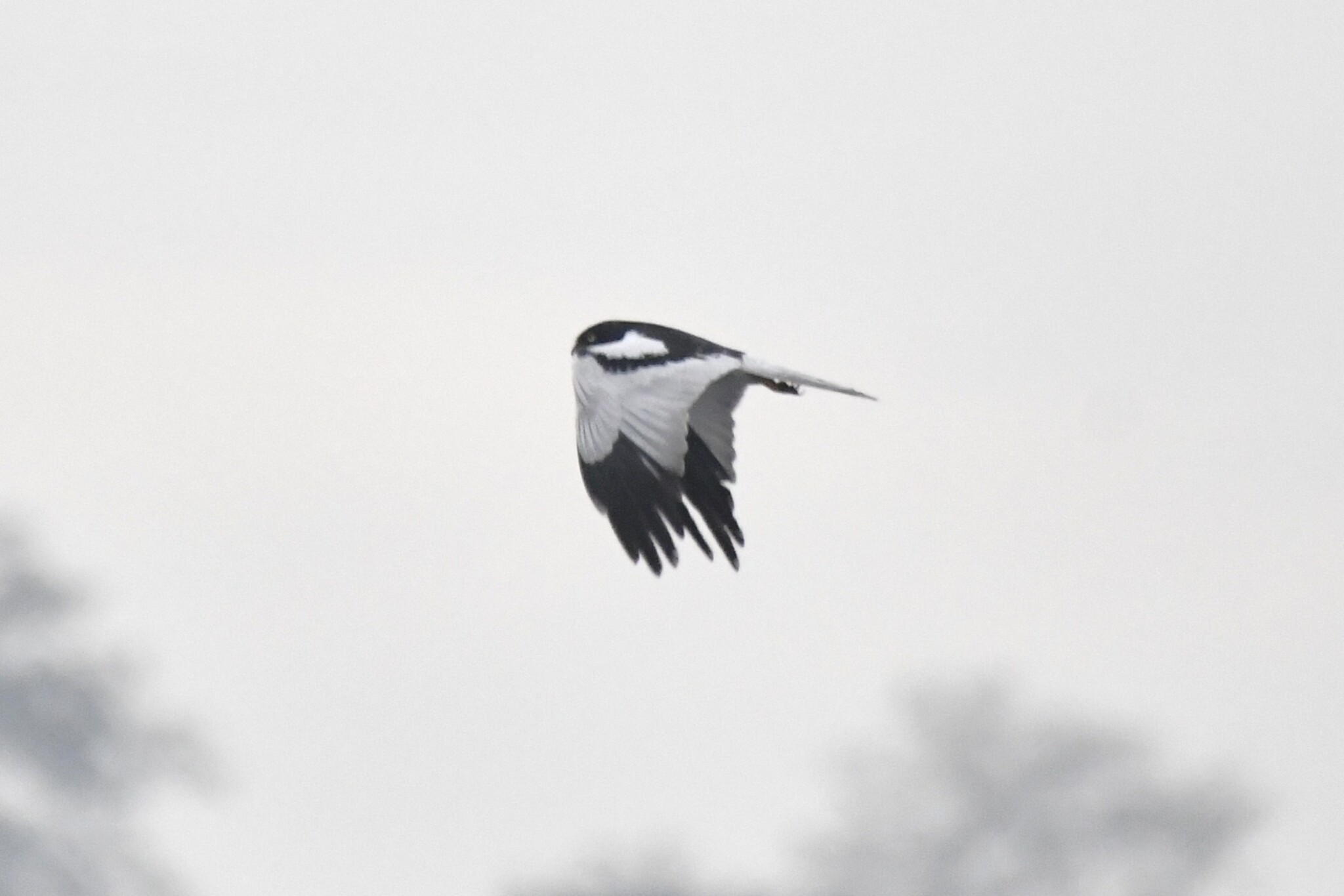 Pied Harrier (Circus melanoleucos), photo 3