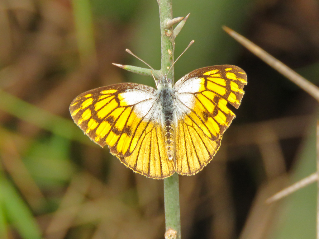 Golden Arab