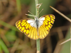 Colotis chrysonome