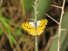 Colotis chrysonome